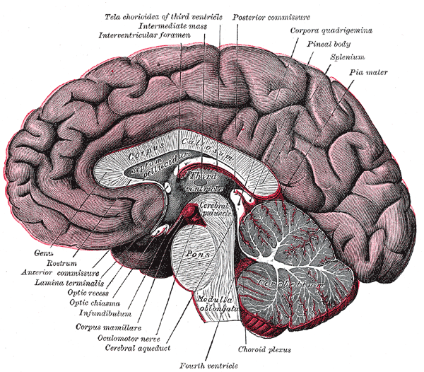 diagram of the corpus callosum